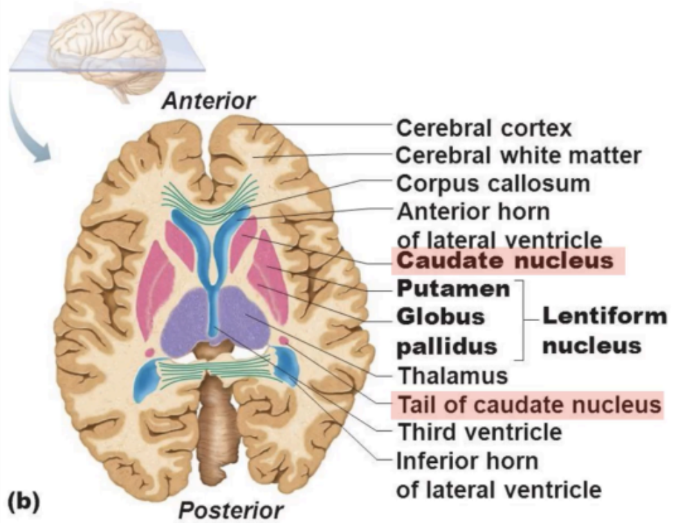 <p>Lateral Ventricles</p>