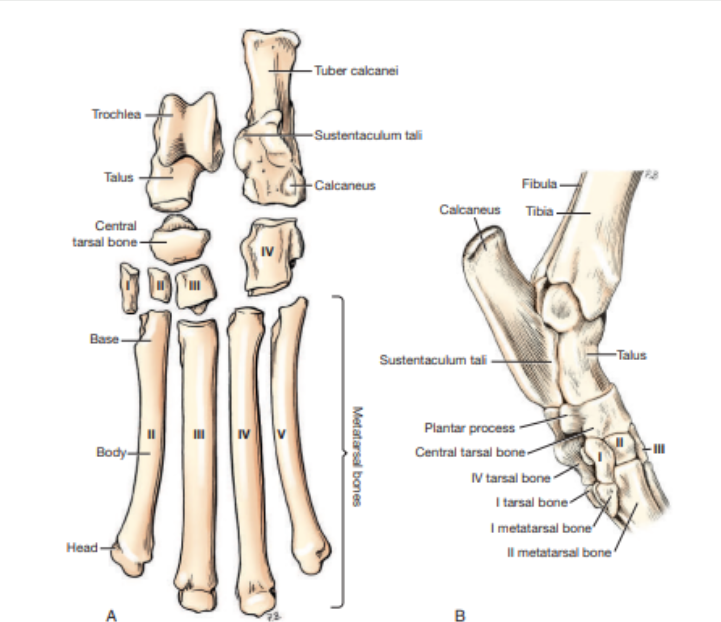 <p>Which tarsus/metatarsus/hindpaw is this? </p>