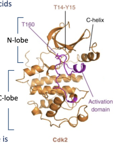 <p>250-1500 amino acids</p><ul><li><p>catalytic site called activation domain which phosphorylates substrates</p></li><li><p>In the cyclin unbound (apo) form, the activation domain is inaccessible</p></li><li><p>when bound to appropriate cyclin, there is an allosteric shift in structure which pulls apart the C-helix to expose the activation domain</p></li></ul><p></p>