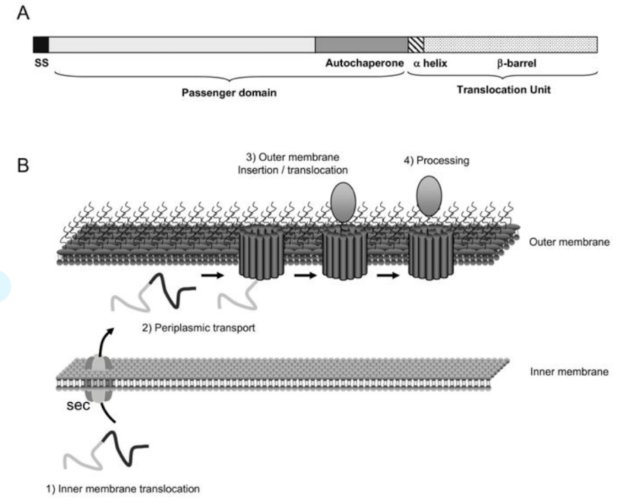 <p><strong><u>Classical autotransporters</u></strong></p><p><strong>– <u>single polypeptides</u> that contain a signal peptide that directs transport over IM<mark data-color="yellow" style="background-color: yellow; color: inherit;"> via Sec</mark></strong></p><p><strong>– N-terminal extracellular domain (‘passenger domain’)</strong></p><p><strong>– passenger domain can function as <mark data-color="green" style="background-color: green; color: inherit;">hydrolases, cytotoxins, or adhesins</mark>, or have other activities <u>associated with virulence</u></strong></p><p><strong>– C-terminal domain that resides in the outer membrane </strong>(OM) <span><span>with the help of the Bam (β-barrel assembly machinery) complex.</span></span> </p><ul><li><p><span><span>This domain folds into a </span></span><strong>β-barrel structure</strong><span><span> </span><strong><u><span>that forms a channel or pore</span></u></strong><span> through which the N-terminal part of the protein (the </span></span><strong>passenger domain</strong><span><span>) </span><strong><span>is pushed to the cell surface.</span></strong></span></p></li></ul><p></p><p></p>