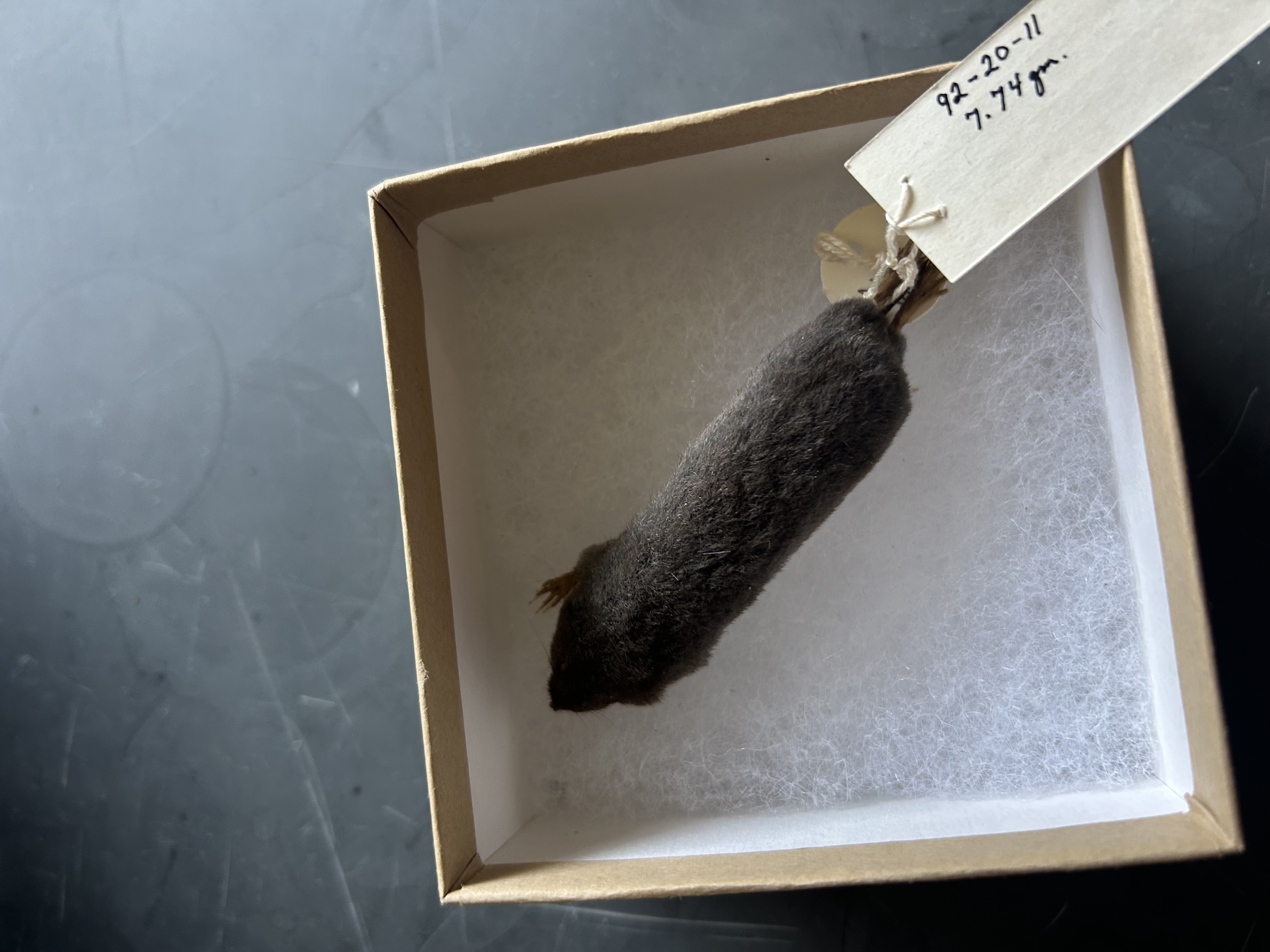 <p>What is the genus of this mammal?</p>