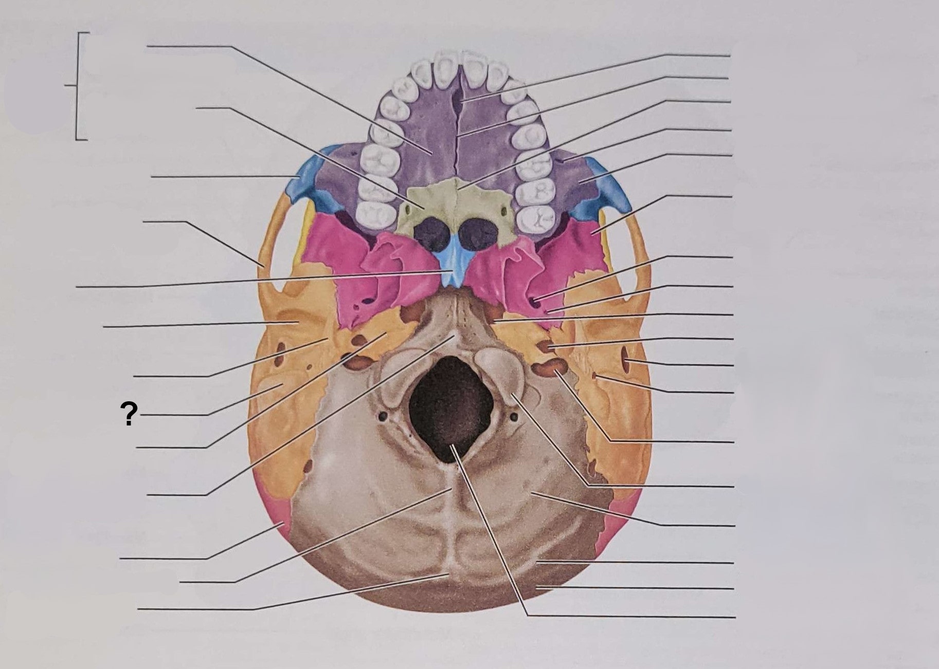 <p>Name the indicated structure</p>
