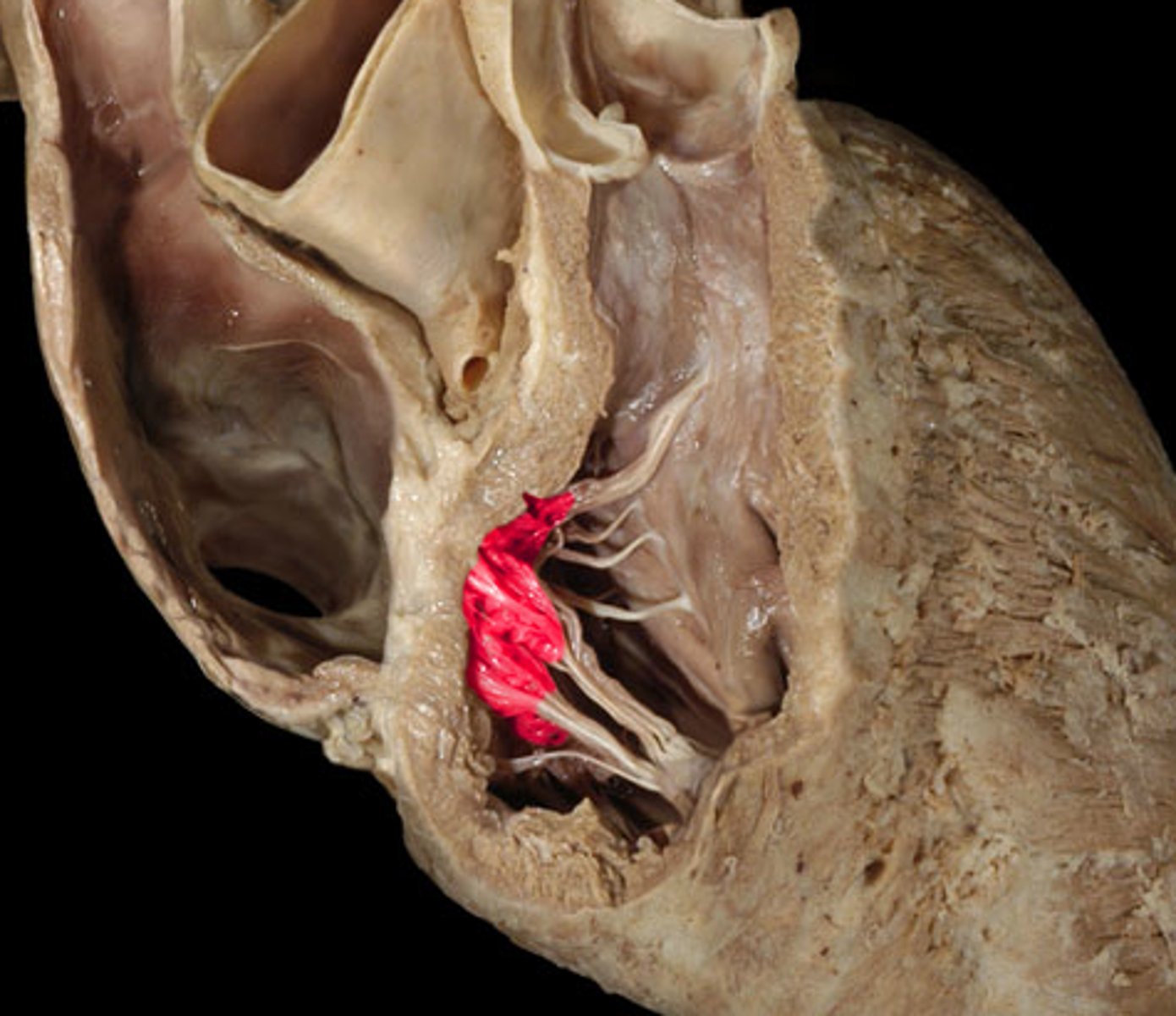 <p>valve between the right atrium and the right ventricle</p>