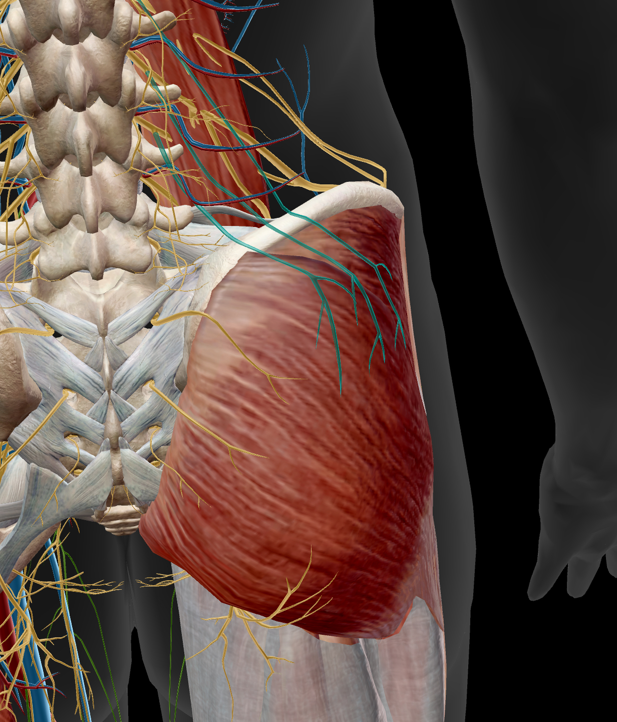 <p> a branch of the sacral plexus — innervates the gluteus medius, gluteus minimus, & tensor fasciae latae</p>