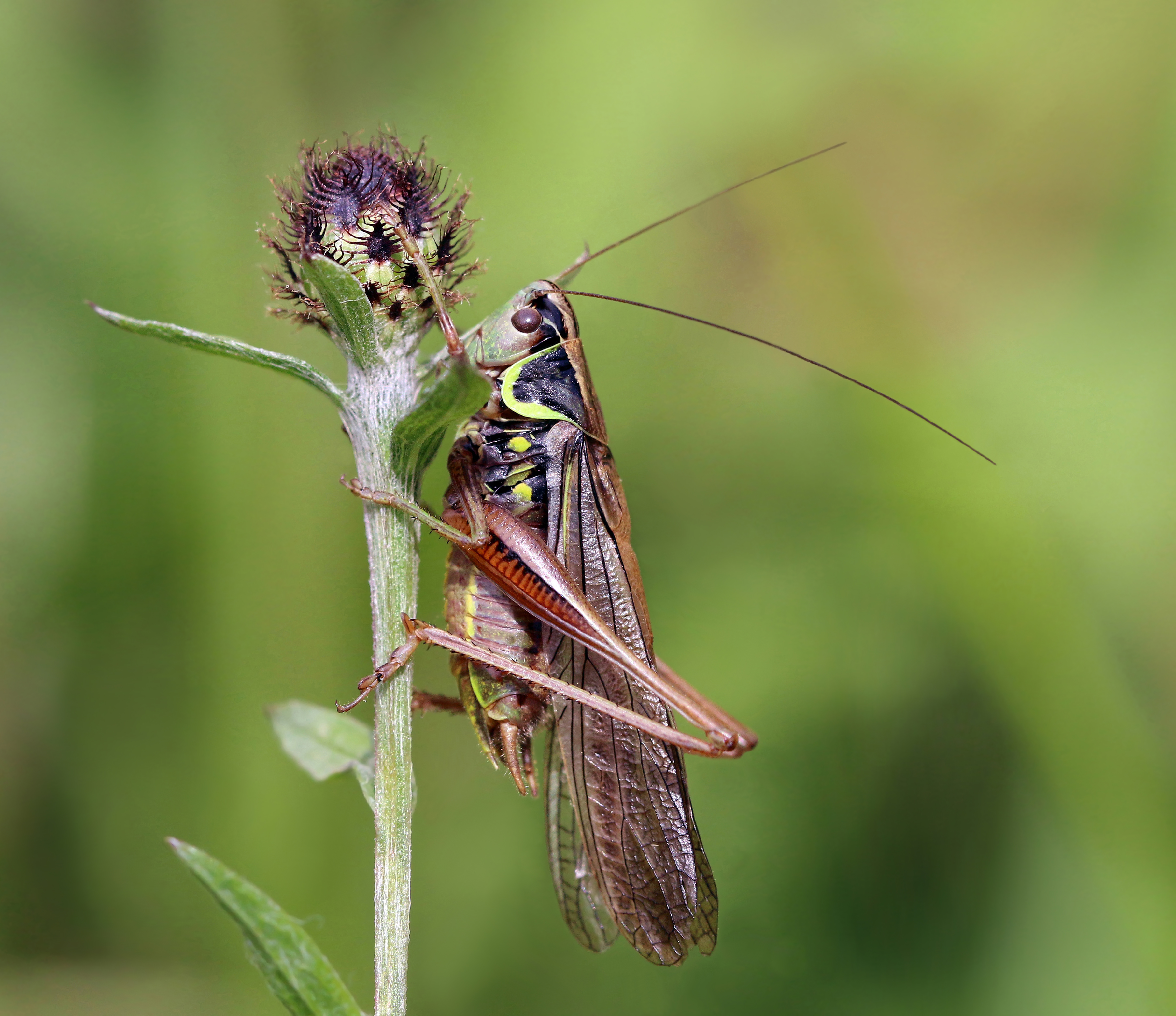 <p>some orthoptera have special structures that allow for stridulation and produce noises to attract mates</p>
