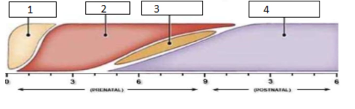 <p>Fill the timeline of haematopoiesis during embryonic development</p>