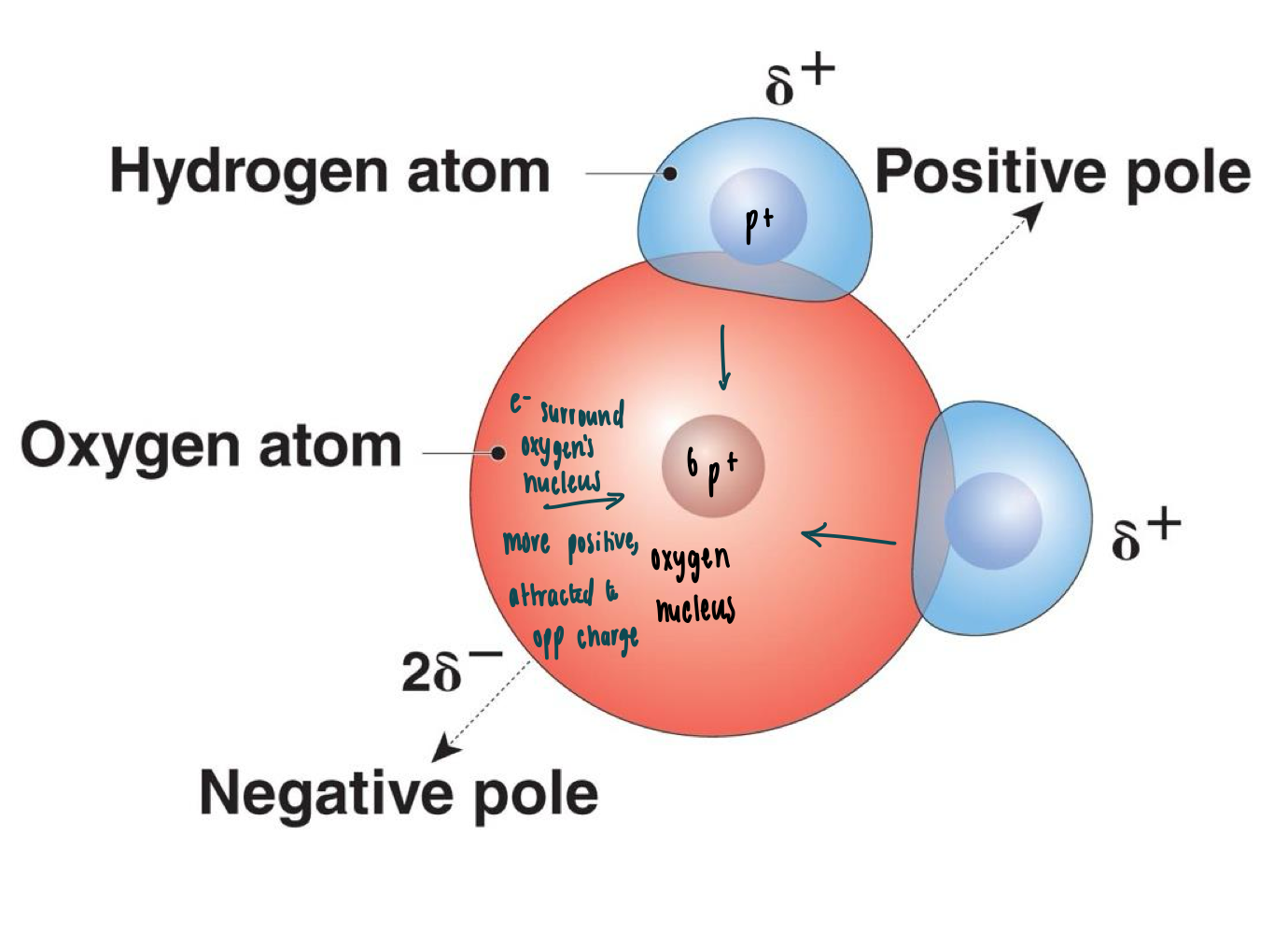 <ul><li><p><strong>Polar Molecule</strong>: uneven share of electrons</p></li><li><p><strong>Nonpolar</strong>: even distribution of electrons</p></li><li><p>Water is <strong>polar</strong></p><ul><li><p>electrons are MORE attracted to oxygen</p></li></ul></li></ul><p></p>