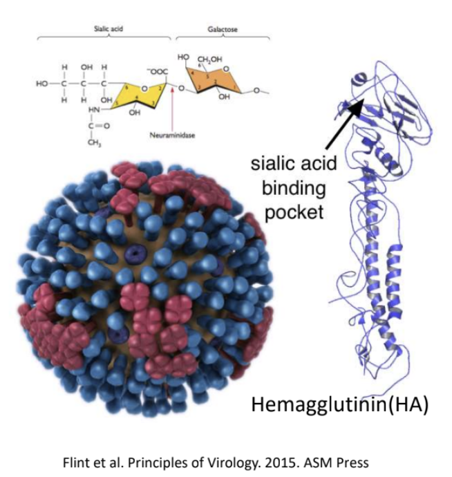 <p><strong>Hemagglutinin (HA)</strong></p>