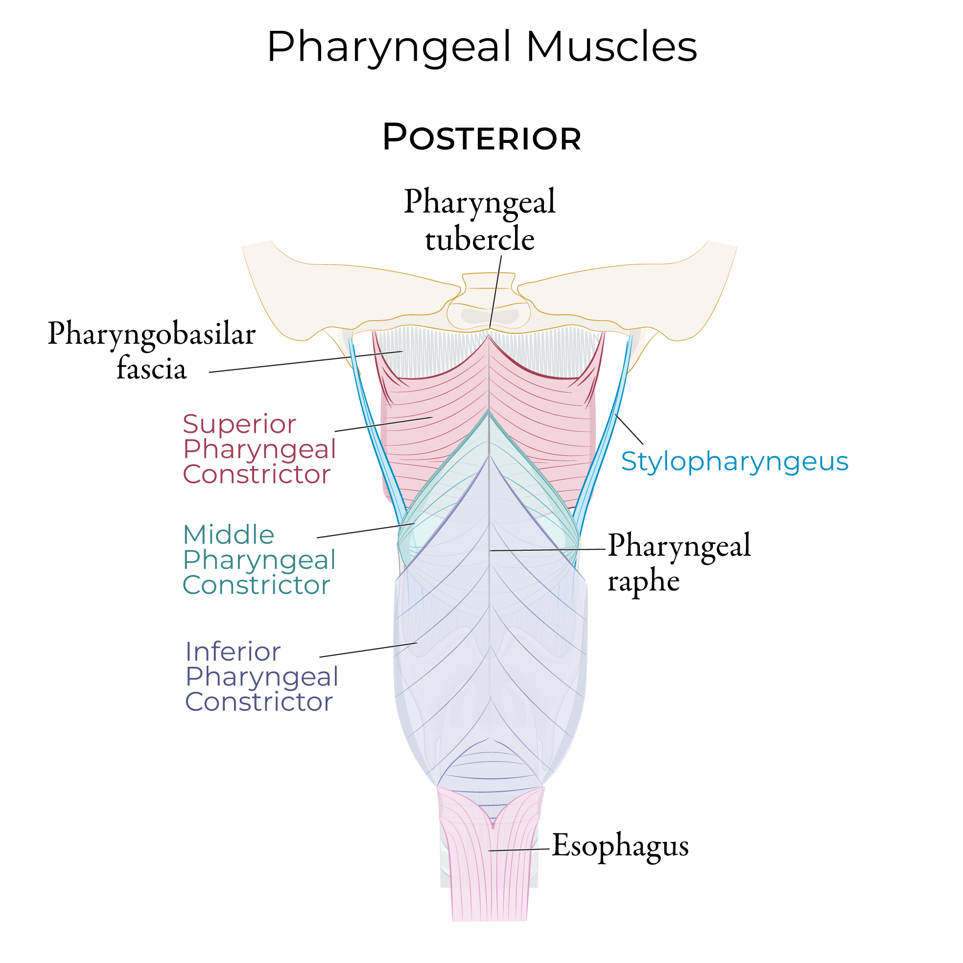 <p>Soft palate muscles: tensor veli palatine, levator veli palatine, palatoglossous muscle and palatal pharyngeus muscle</p><p>Uvula muscles</p><p>Pharyngeal constrictor muscle</p><p>Stylopharygeus muscle</p>