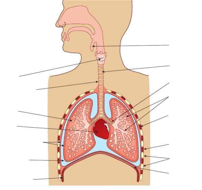 <p>Label the diagram </p>