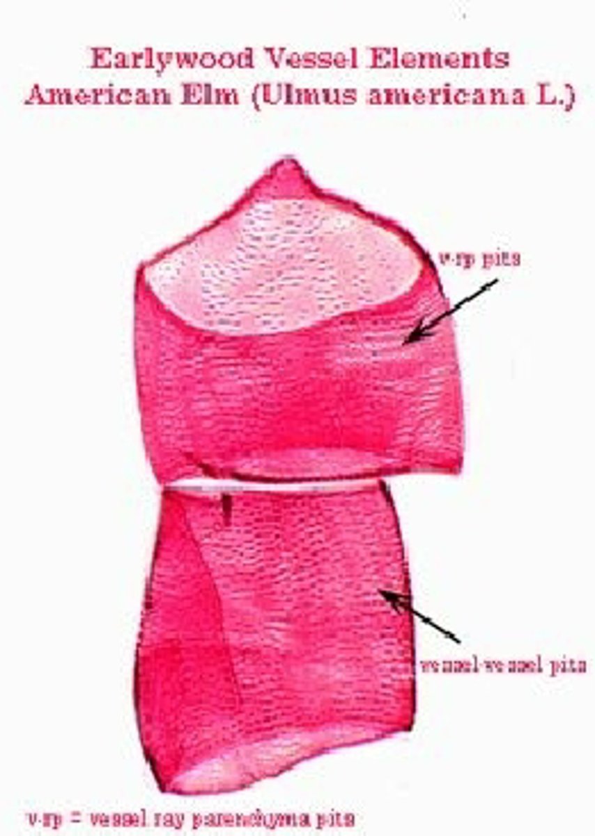 <p>In the xylem, shorter and wider cells with partially perforated walls. Contain lignin in their cell walls and are dead at maturity.</p>