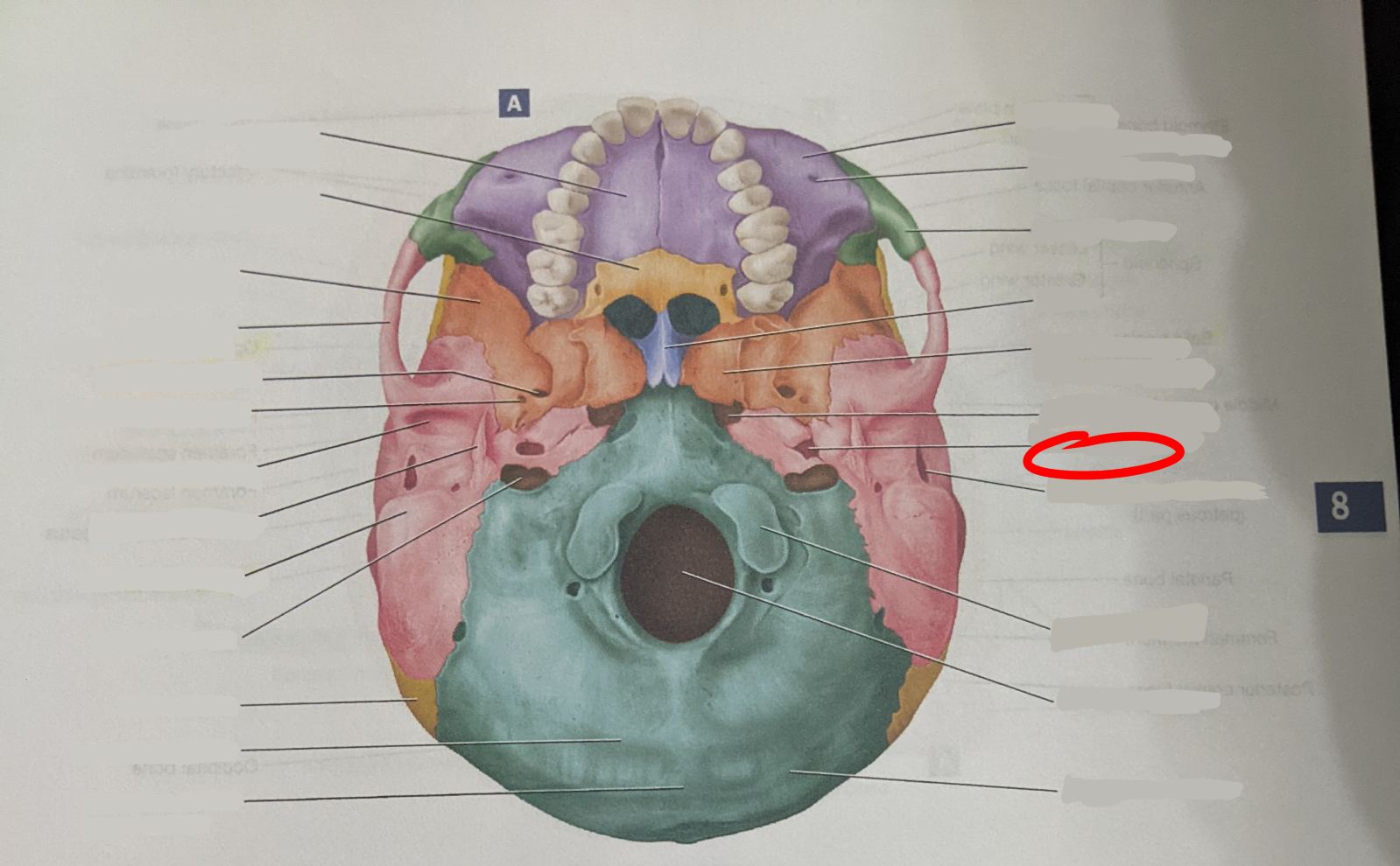 knowt flashcard image