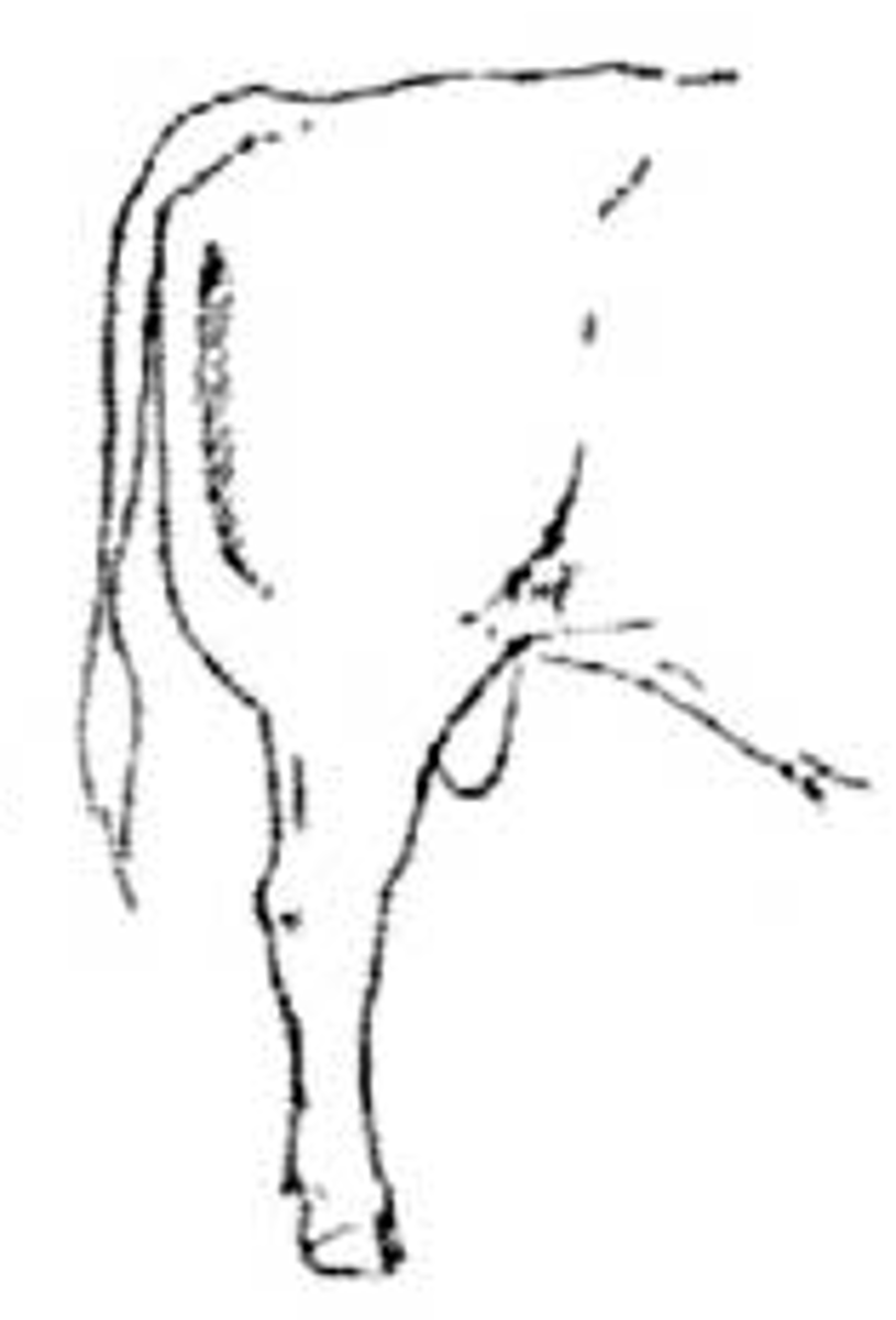 <p>hock hyper extension</p>