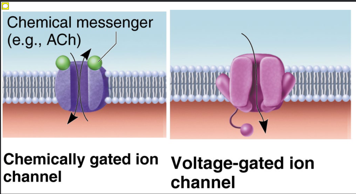 <p>– opened by chemical messengers such as neurotransmitters<br>Example: ACh receptors on muscle cells</p>