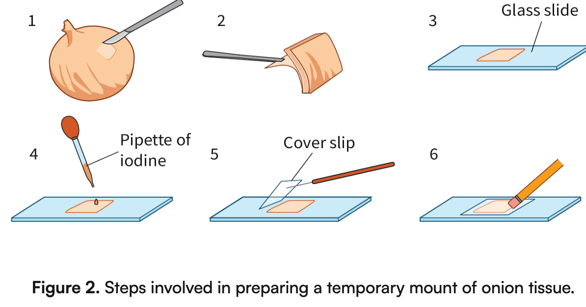 <ol><li><p><span>Using a sharp scalpel, cut a small square of onion.</span></p></li><li><p><span>Using tweezers, peel off a thin inside layer of the onion.</span></p></li><li><p><span>Transfer the thin layer of onion onto a glass slide.</span></p></li><li><p><span>Using a pipette, add a small drop of iodine onto your specimen.</span></p></li><li><p><span>Starting with the</span></p><p><span>cover slip</span></p><p><span>&nbsp;at a 90° angle, gently lower the cover slip over the specimen to avoid bubbles.</span></p></li><li><p><span>If bubbles do occur, gently press the cover slip with the eraser end of a pencil to push out the bubble.</span></p></li></ol><p><span>To help visualise certain structures, we use stains. Stains bind preferentially to particular structures or areas on a cell, making that structure easier to see.</span></p>