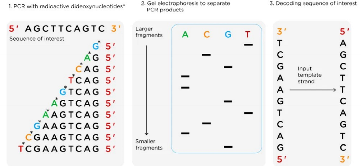 <p>separate the DNA fragments using electrophoresis to determine each nucleotide in sequence</p>