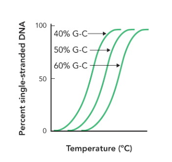 <p>melting temperature increases (due to favorable base stacking not hydrogen bonding) </p>