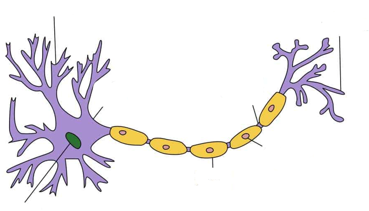 <p>label the parts of the neuron </p>