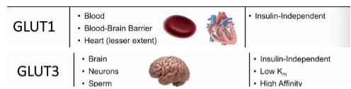 <ul><li><p>all cell types, but their expression lvls vary from cell to cell (brain and RBCs have high lvls of GLUT 1&amp;3)</p></li><li><p>low Km: 1mM</p></li><li><p>fnc to continuously bring glucose into cells</p></li></ul><p></p>