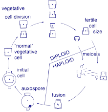 <p>asexual or sexual repro possible</p>