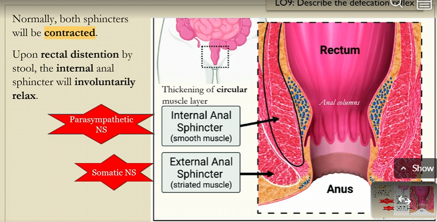 <p>normally internal anal sphincter and external anal sphincter is contracted,</p><p></p><p>but upon rectal distension of the stool, the internal anal sphincter will voluntarily relax</p><p></p><p></p>