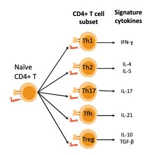 <p><span>FIVE main CD4+ T helper cell subsets that make signature</span><br><span>cytokines</span></p>