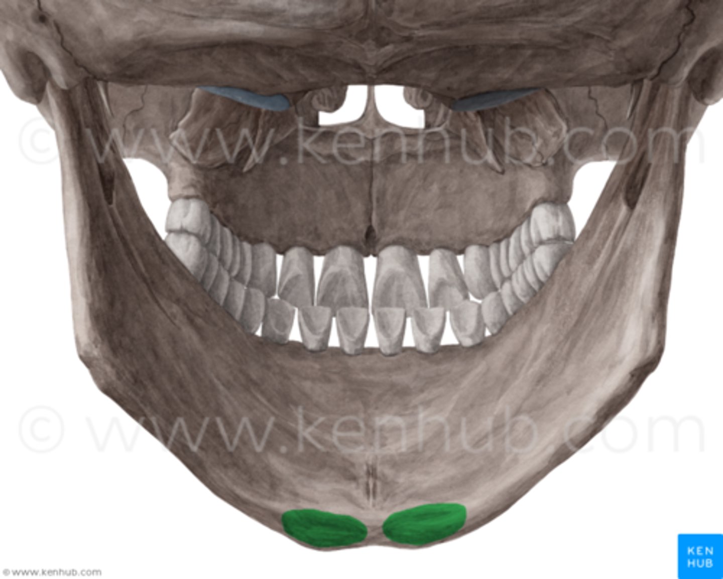 <p>what is this structure, what attaches here</p>