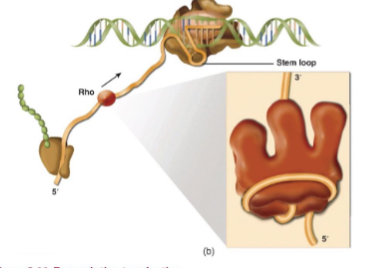 <p>transcription stop point; <span><span>the downstream sequence in a Rho-dependent terminator where transcription is physically terminated</span></span></p>