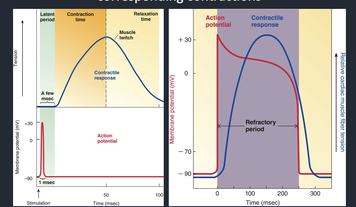 <p>it does not assist in the function of the heart as a pump; if your heart has a long sustained contraction, you will die</p>