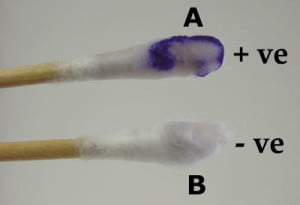 <p>looks for the presence of cytochrome oxidase: protein used as part of the ETC</p><p>Oxidase Reagent = chromogenic reducing agent </p><p>— changes color to dark purple (positive - indicating cytochrome oxidase) </p>