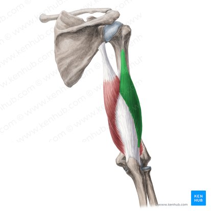 Triceps Brachii (lateral head) Action
