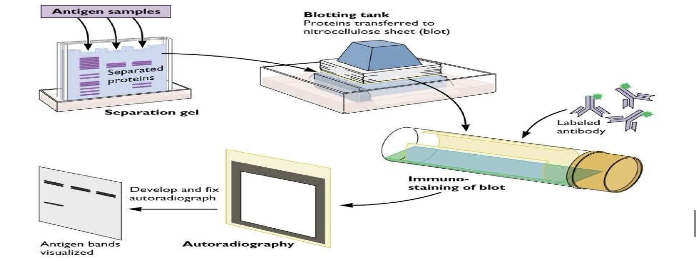 <p>A- identified the molecular techniques here</p><p>B - What is its principal</p><p>C- used for what</p><p>D- give other examples of same molecular technique</p>