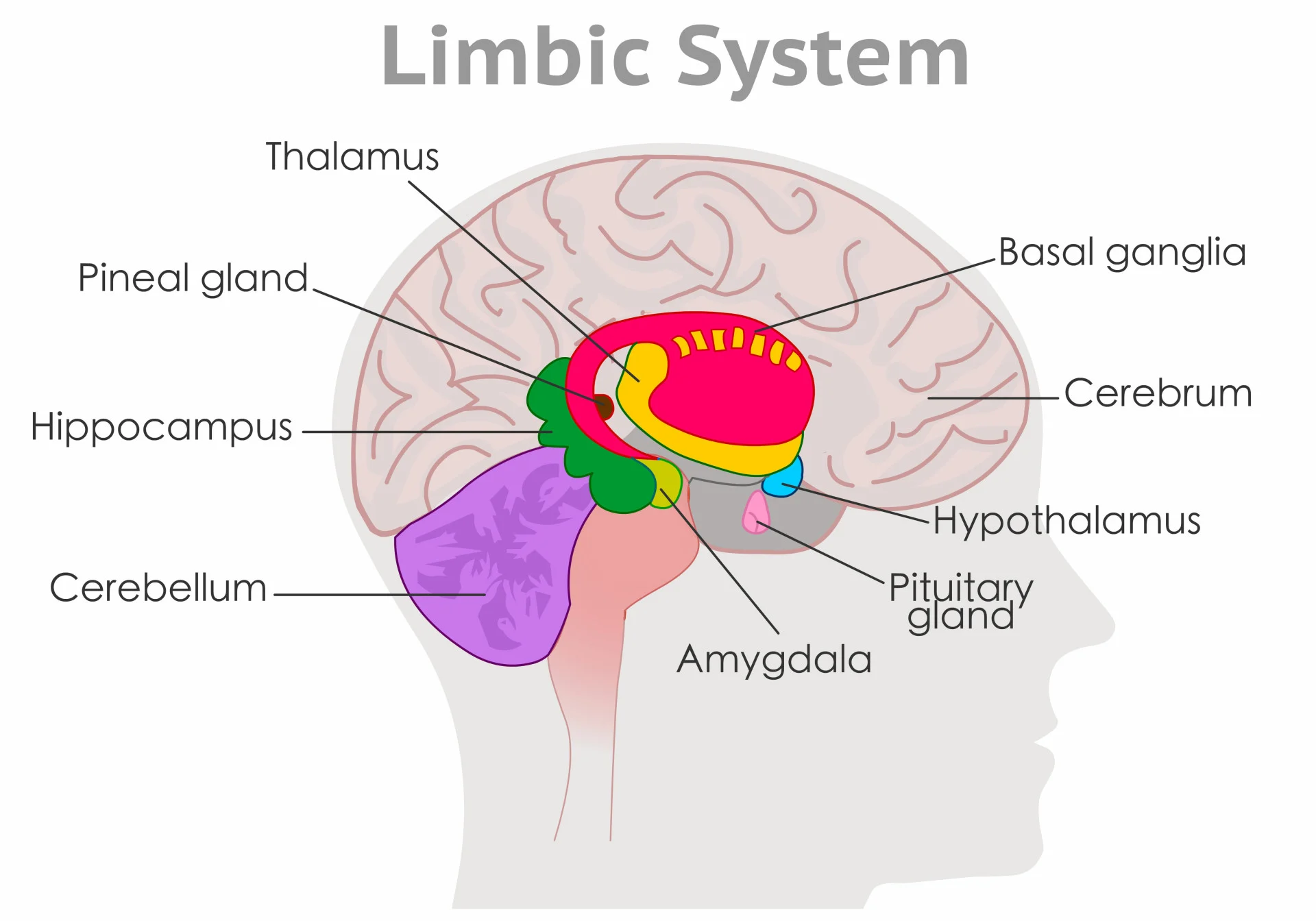 <p>The amygdala is located in the <span style="color: #000000"><mark data-color="#faff00" style="background-color: #faff00; color: inherit">medial temporal (side) lobe </mark></span>of the brain, near the hippocampus.</p><p>Part of the wider collection of brain structures called <mark data-color="#ffef00" style="background-color: #ffef00; color: inherit">limbic system</mark></p><p>Two amygdalae per person</p>