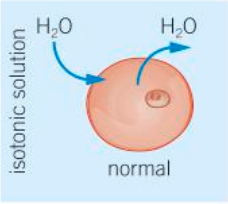 <p>If a solution is isotonic to the cell, the concentration of solutes in the solution outside the cells is the same as the internal concentration.</p>