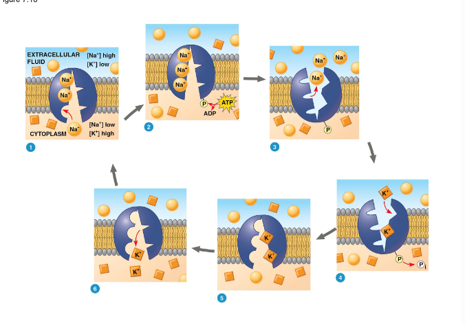 <ol><li><p>3 Na<sup>+</sup> bind to pump</p></li><li><p>Phosphorylation occurs (ATP is created) </p></li><li><p>Protein shape is changed </p></li><li><p>3 Na<sup>+</sup> leave, 2 K<sup>+</sup> enter </p></li></ol><p></p>