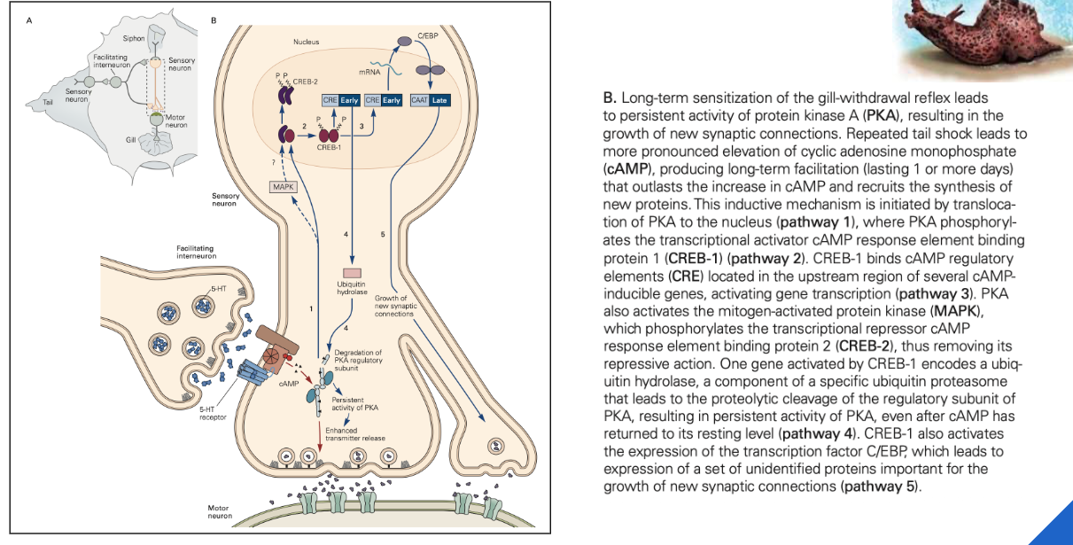 <ul><li><p>aanmaak van eiwitten & nieuwe synapsen</p></li><li><p>informatie gaat naar sensibele zenuwcel via MPAK</p><ul><li><p>transcriptiefactoren worden geactiveerd/ geïnhibeerd → leidt tot mRNA transcriptie & aanmaak → eiwitsynthese → aanmaak van nieuwe synapsen</p></li></ul></li></ul><p></p><p>=> structurele veranderingen</p><p></p>