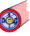 <p>have a coelom</p>