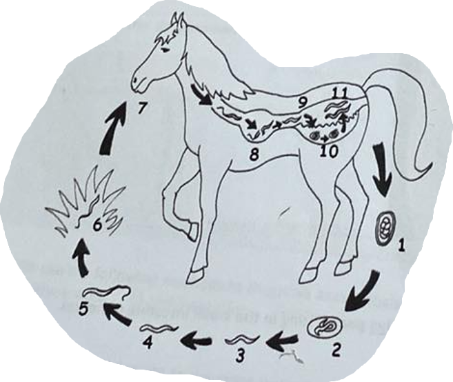 <p>life cycle of?</p>