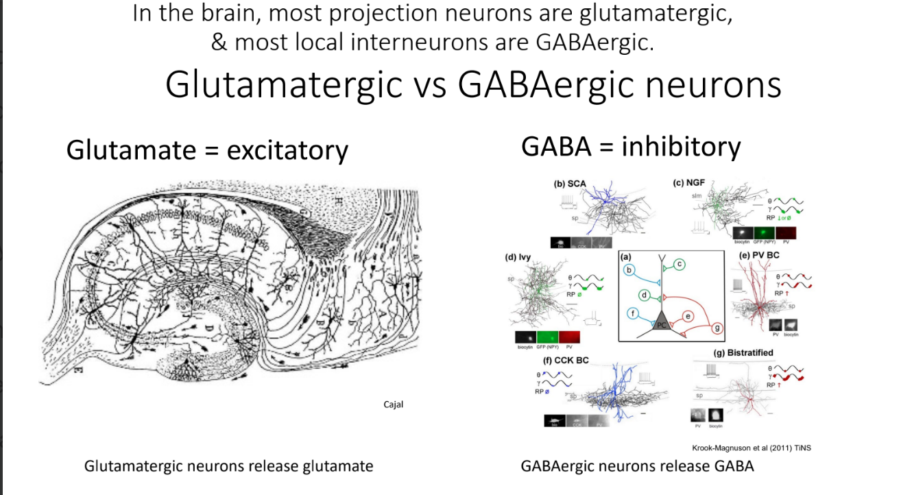 <p>GABAergic</p>
