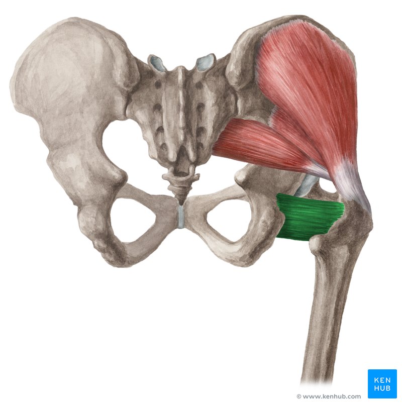 <p>Origin: ischial tuberosity</p><p class="has-focus">Insertion: quadrate tubercle</p><p class="has-focus">Action: lateral rotation of the thigh</p><p class="has-focus">Inn: nerve to quadratus femoris</p>