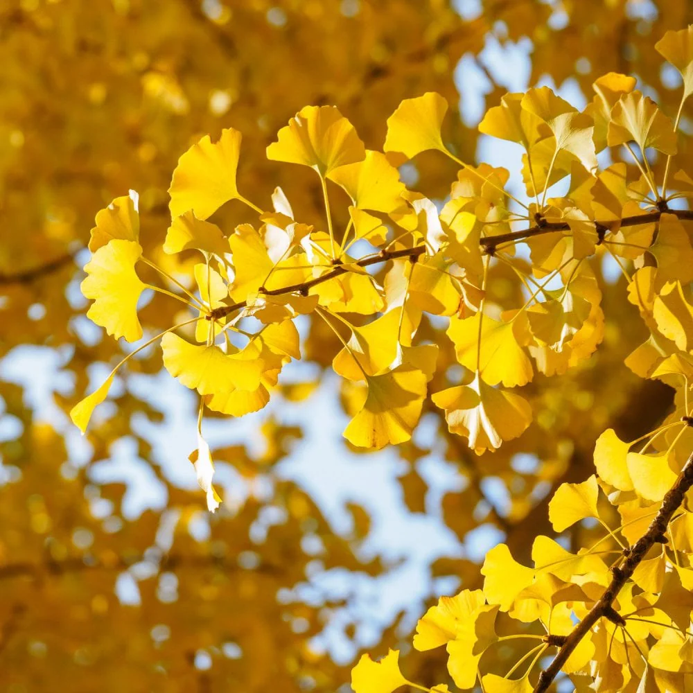 <p>Maidenhair tree - <em>Ginkgo biloba</em></p>