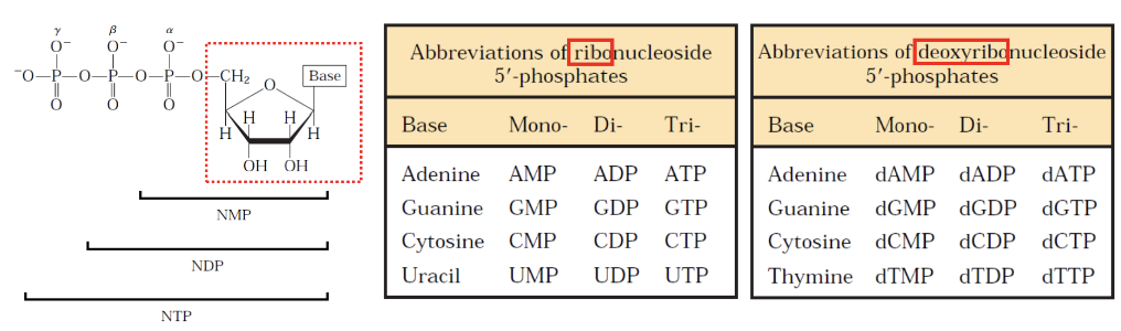 <p>function of cell metabolism that allows for energy transfer and storage, enabling various cellular processes. Nucleotides serve as the energy currencyfor reactions, primarily through ATP </p>