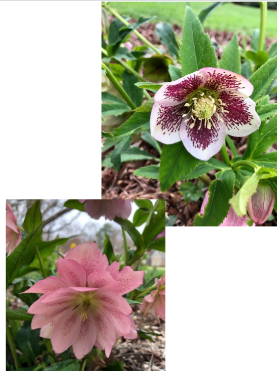<p>Part shade</p><p>Fall bloom</p>