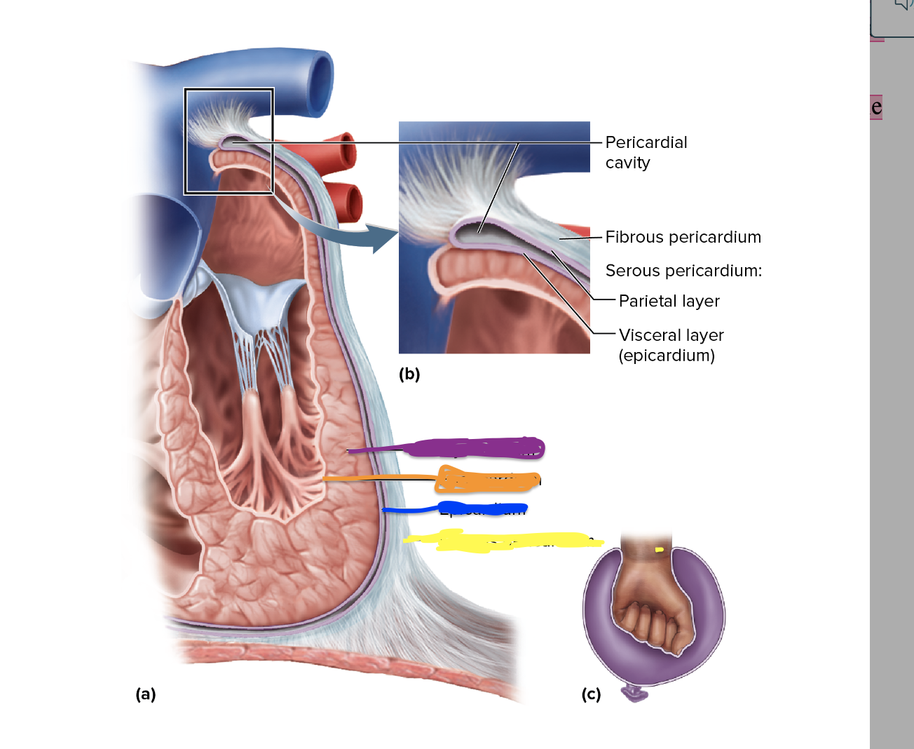What is depicted in blue