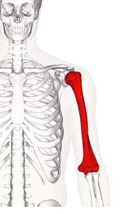 <p>what bone is this?</p>
