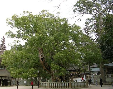 un camphrier = Árbol de la familia de las lauráceas, de 15 a 20 m de altura. Se cría en el Japón,China y otros países de Oriente, y de sus ramas y raíces se extrae alcanfor (C10H16O) por destilación en corriente de vapor.