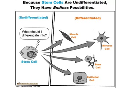 <p>As cells multiply and organisms develop and grow</p><p>Stem cell → then to whatever is needed in the organism</p><ul><li><p>stem cells can be many different types of cells, each with their own distinct function</p></li></ul>