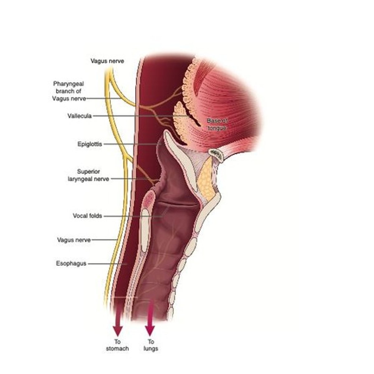 <p>Elevates, moves anteriorly, and closes the vocal folds.</p>