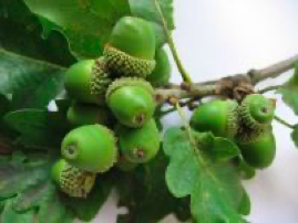 <p><span><strong>Plody přisedlé</strong></span></p>