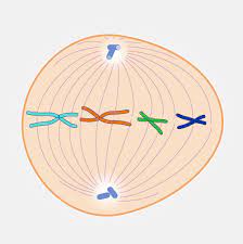 <p>which phase is this? of mitosis</p>